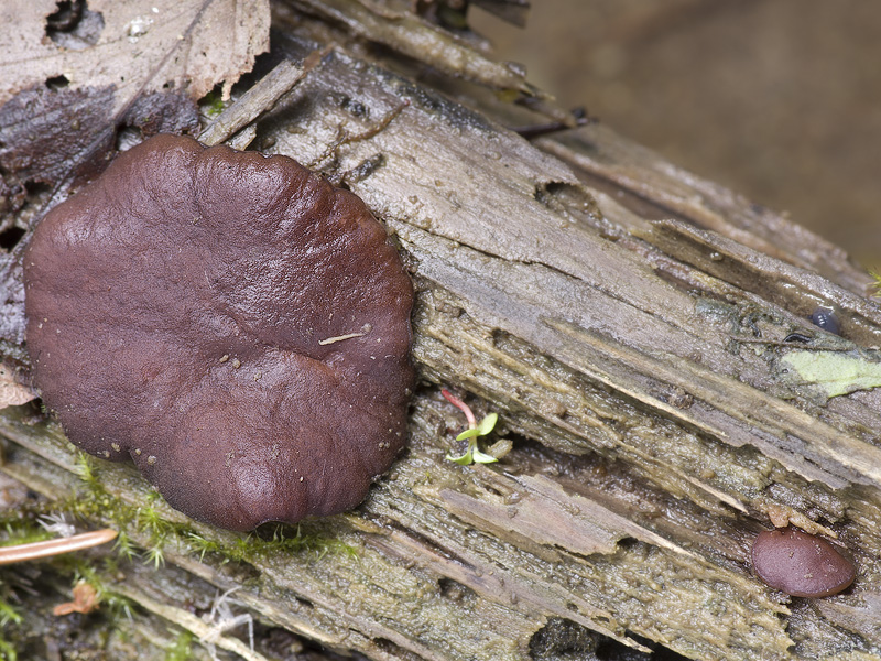 Pachyella violaceonigra